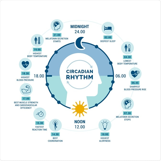 Circadian Rhythm vs. Sleep Homeostasis: The Two Forces Fighting Inside You | Bedtime Cycle
